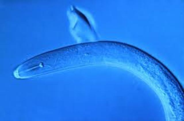 NEMATODOS