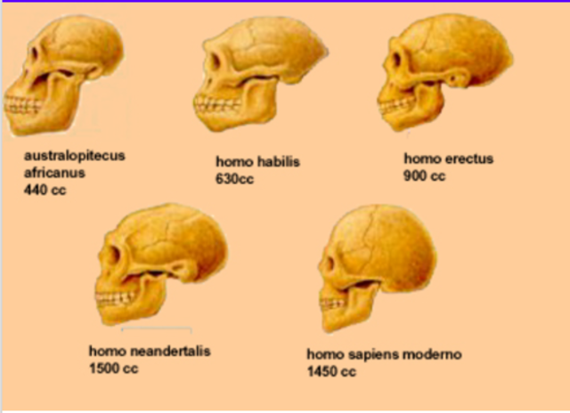 EVOLUCIÓN CELEBRAR DE LOS HOMIDIOS