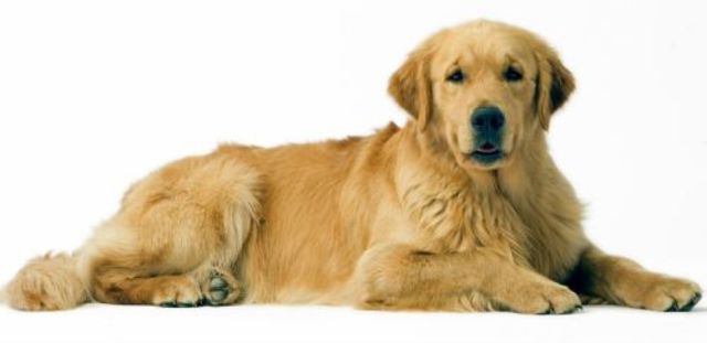 Aquí ya es un(a)  Adulto.