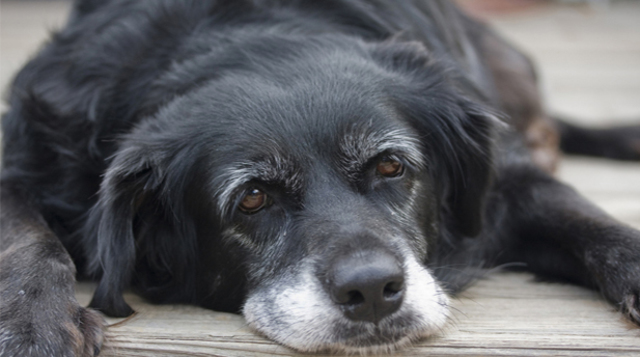 Aquí ya es viejo(a)