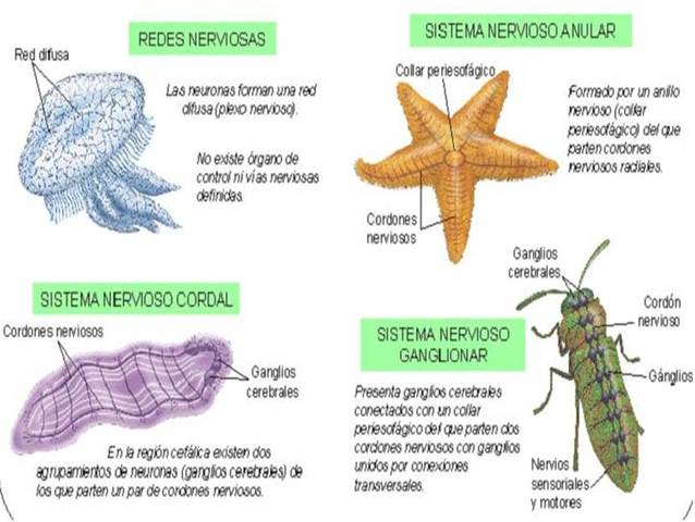 SURGIMIENTO DEL SISTEMA NERVIOSO