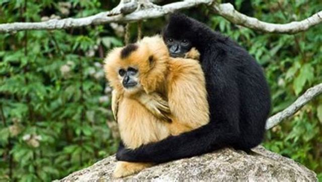 ANTECEDENTES BIOLÓGICOS Y ANTROPOLÓGICOS