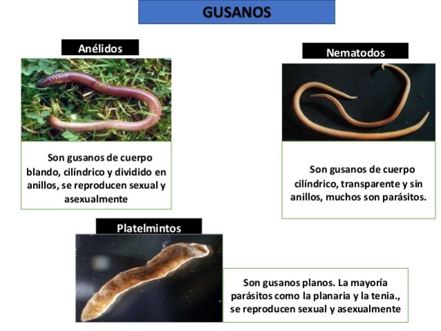 DOS TIPO DE ORGANIZACIÓN NERVIOSA