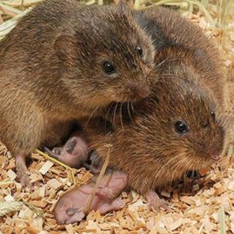 Un ejemplo de la genética en la monogamia