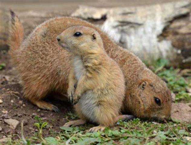 Un ejemplo de la genética en la monogamia parte 2