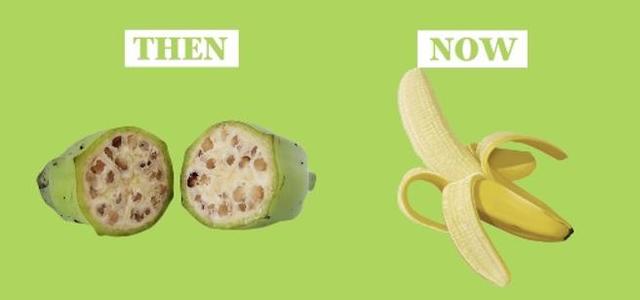 Frutas y verduras antes de que el humano las manipulara