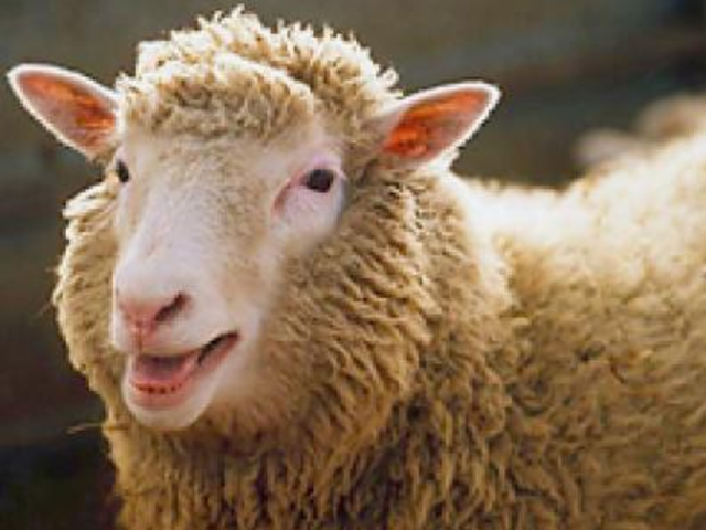 Oveja Dolly