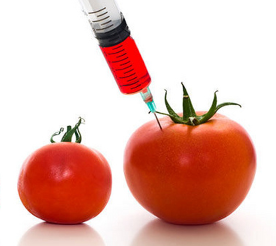 Alimentos transgénicos