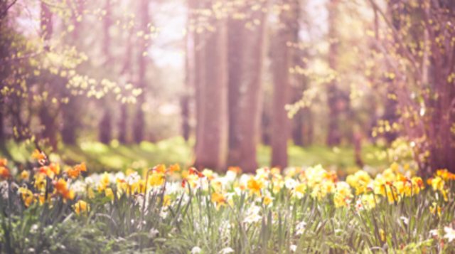 De nieuwe lente en het nieuwe jaar