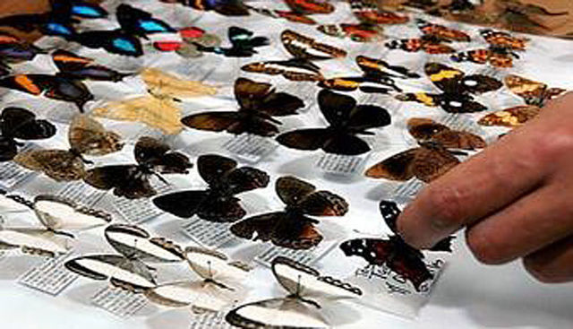 RESOLUCIÓN No. 1115 DE 2000