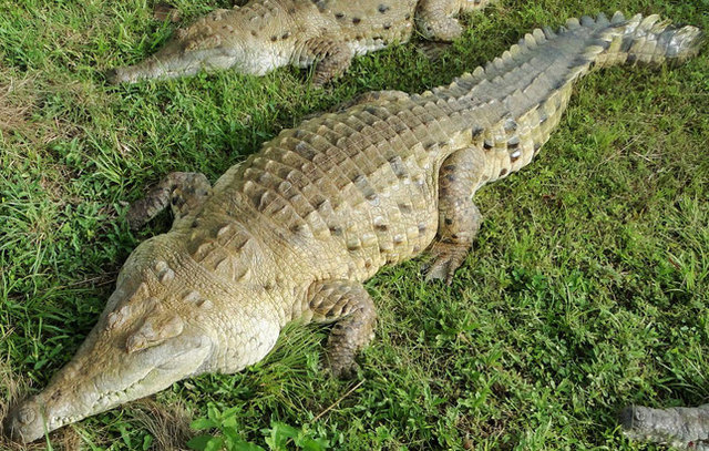 Resolución 676 de 1997