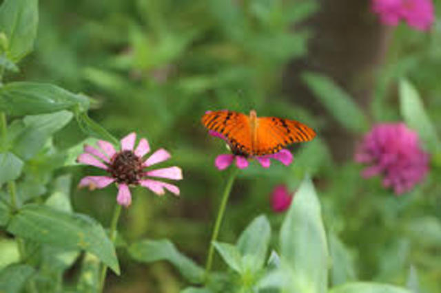 Resolución 0348 de 2001