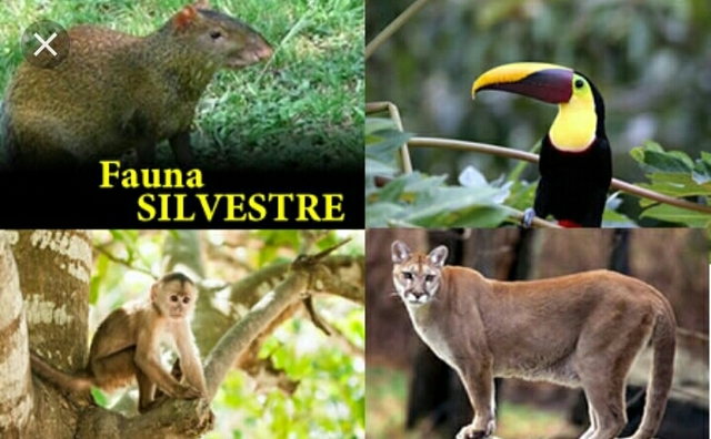 decreto 0302 de 2003