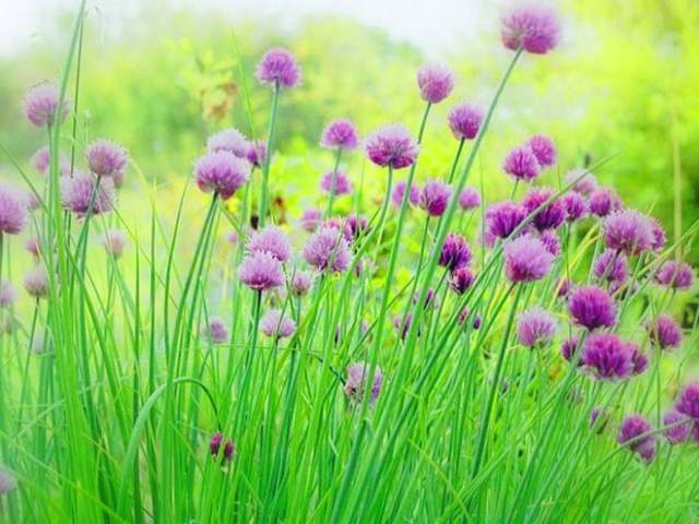 prise de la bastille