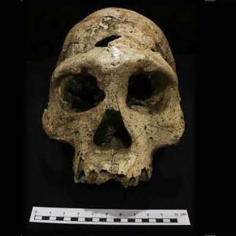 Aparición del Homo georgicus