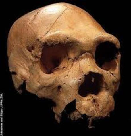 Aparición del Homo cepranensis