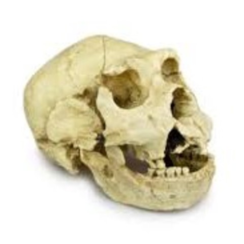 Aparición del Homo heidelbergensis