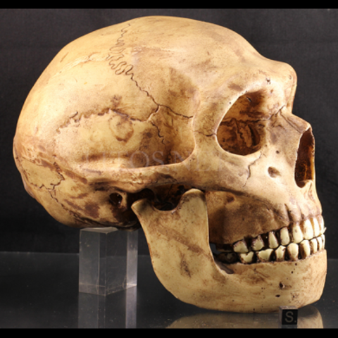 Aparición del Homo neanderthalensis