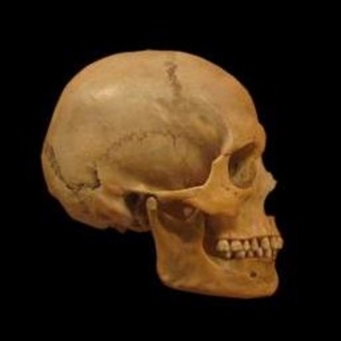 Aparición del Homo sapiens