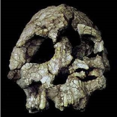 Aparición del Orrorin tugenensis