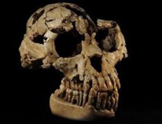 Aparición del Ardipithecus kadabba