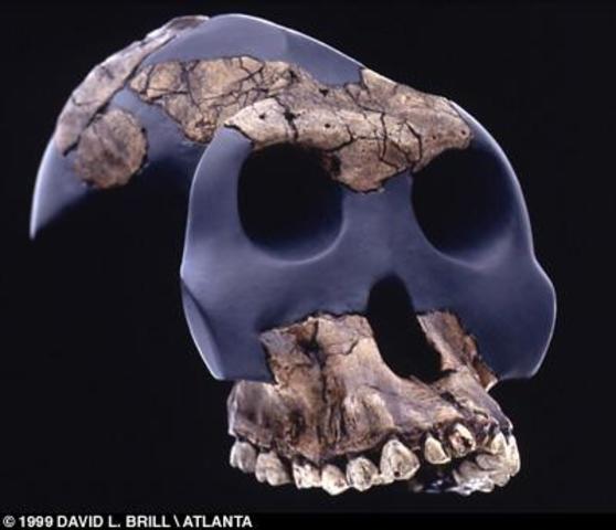 Aparición del Australopithecus bahrelghazali
