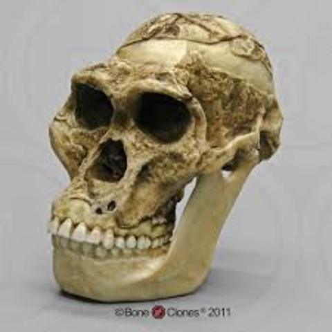Aparición del Australopithecus africanus
