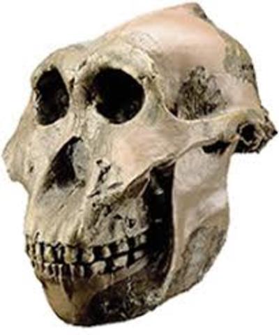Aparición del Paranthropus boisei