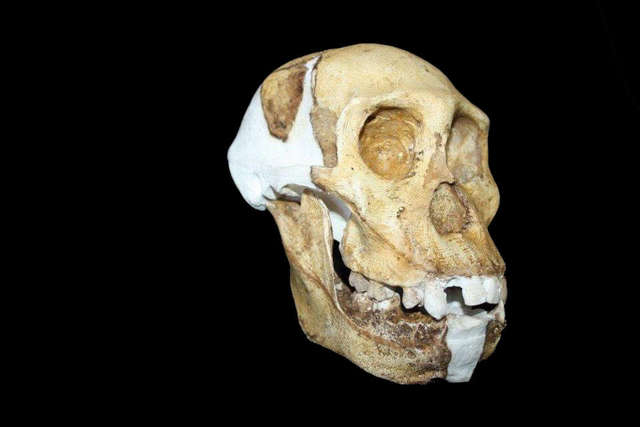 Aparición del Australopithecus sediba