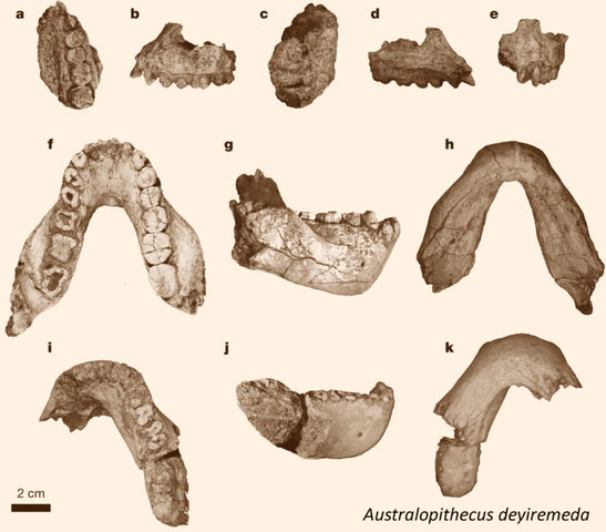 Aparición del Australopithecus deyiremeda