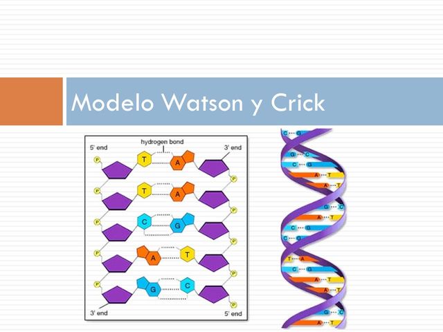 James Watson y Francis Crick