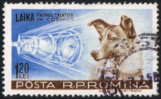 Laika on Sputnik II