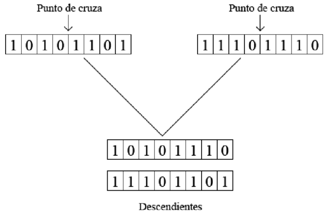 La optimización evolutiva de Bremermann