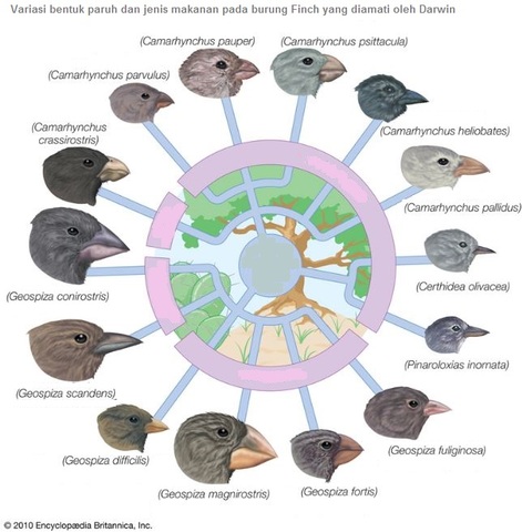 TERCERA INTERVENCION DE DARWIN