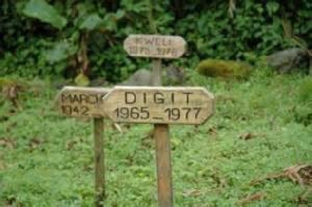 Dian's favorite gorilla dies