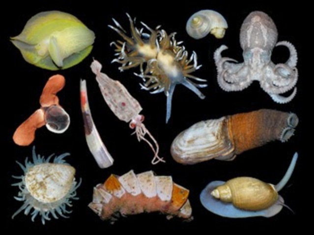 Diversidad de moluscos