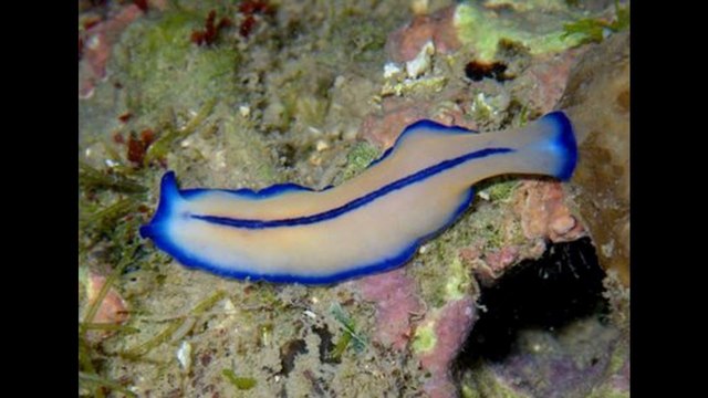 Diversidad de gusanos planos