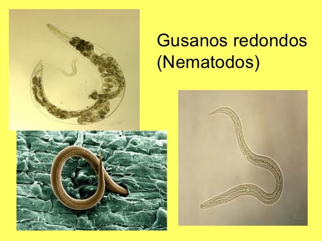 Diversidad de gusanos redondos