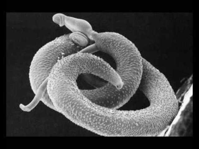 Locomoción y Reproducción de Gusanos Redondos