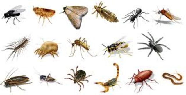 Características de los artrópodos