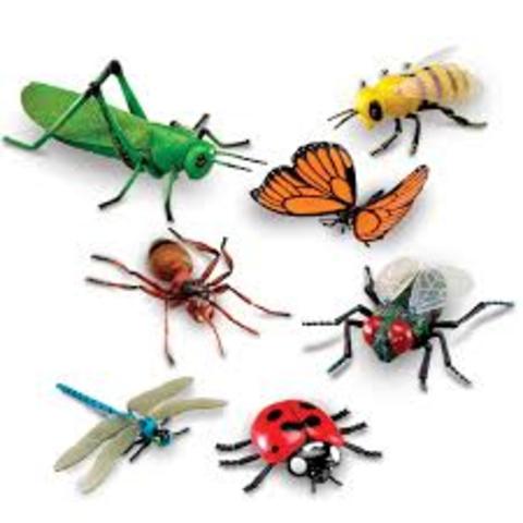 Características de los insectos