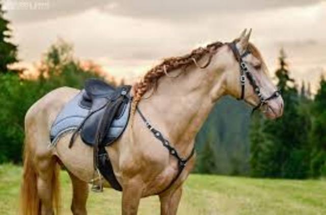 Sakakawea Helps Expedition Get Horses