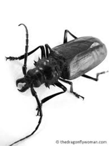 Treatise on Jug Bugs, Sage Hennicar