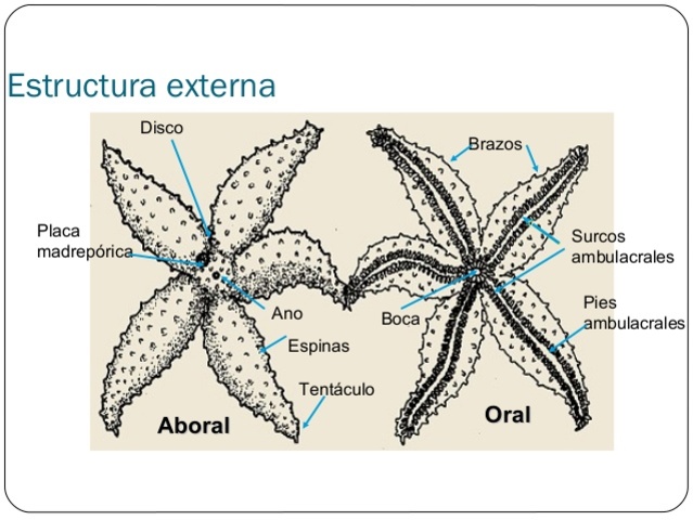 Estructura corporal de los equinodermos