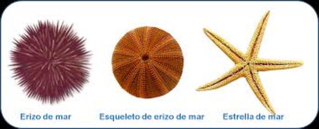 Diversidad de Equinodermos