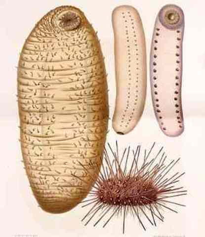 Características de los Cordados invertebrados