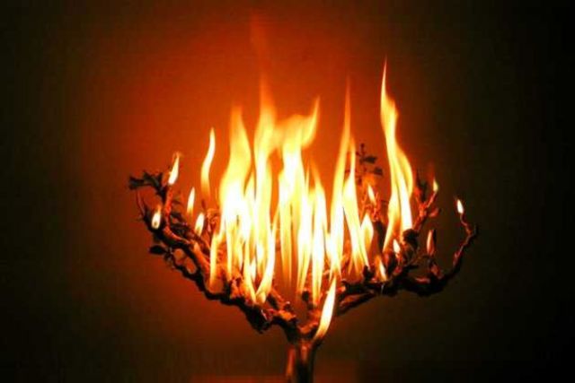 Fuego en la zarza