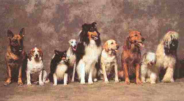 Domesticació gossos