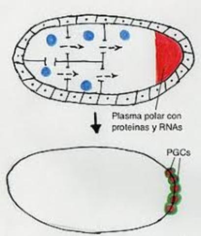 PLASMA GERMINAL