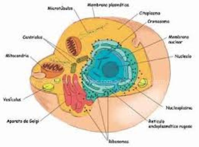 TEORIA DE LAS CELULAS